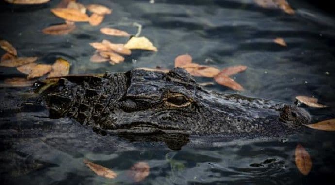 Aligator odvukao dijete s plaže, potraga u toku Aligator odvukao dijete s plaže, potraga u toku