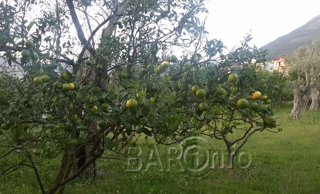 Skoro pa zrele mandarine usred juna Skoro pa zrele mandarine usred juna