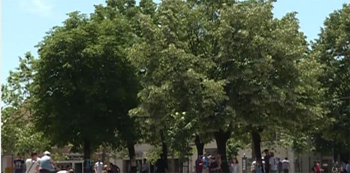 Ostaje li Nikšić bez mirisa lipa? Ostaje li Nikšić bez mirisa lipa?