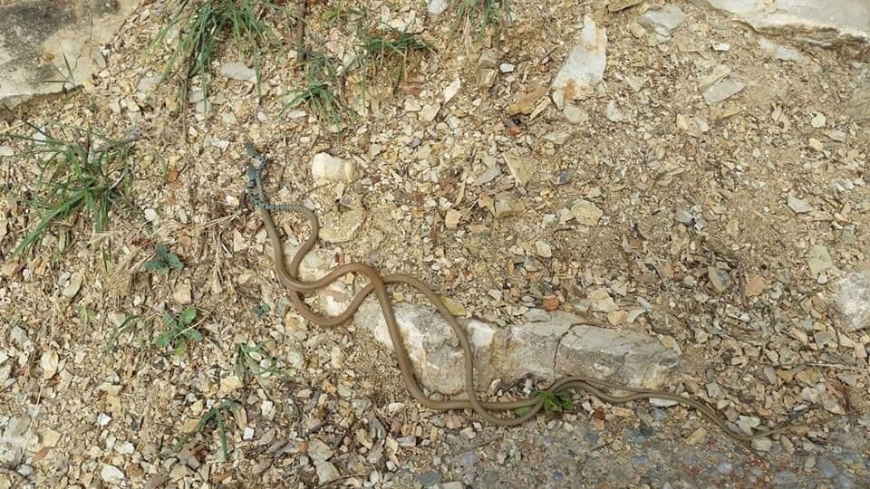 Splet zmija u blizini plaže „Mogren“ Splet zmija u blizini plaže „Mogren“