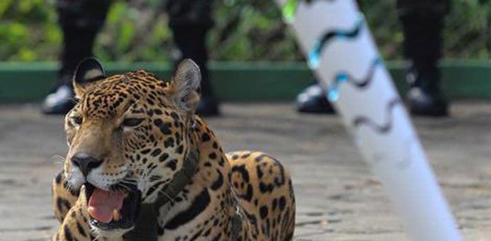 Ubijen jaguar koji je učestvovao u olimpijskoj ceremoniji Ubijen jaguar koji je učestvovao u olimpijskoj ceremoniji