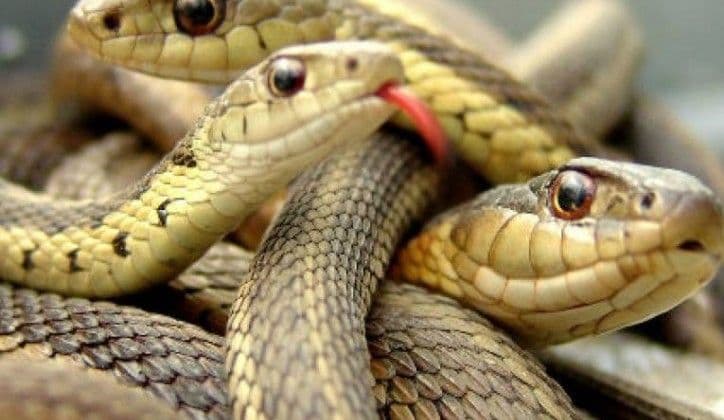 Leglo zmija uz crkvu Sv. Pavla u starom kotorskom gradu Leglo zmija uz crkvu Sv. Pavla u starom kotorskom gradu