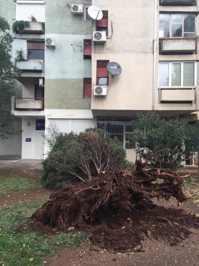 Vjetar oborio drvo u Bloku pet Vjetar oborio drvo u Bloku pet