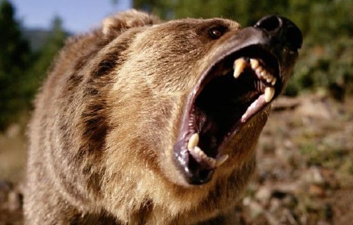 Grizli ubio biciklistu u SAD Grizli ubio biciklistu u SAD