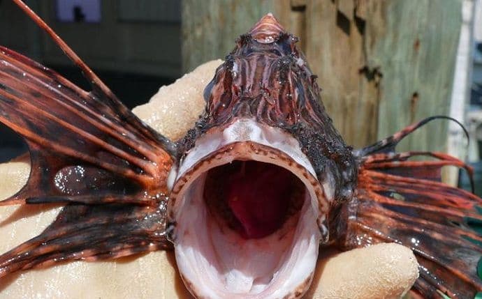 U Jadran nam dolazi 'đavolja riba'? Od nje bježi i morski pas U Jadran nam dolazi 'đavolja riba'? Od nje bježi i morski pas