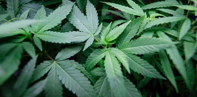 Beranac uhapšen zbog uzgajanja marihuane Beranac uhapšen zbog uzgajanja marihuane