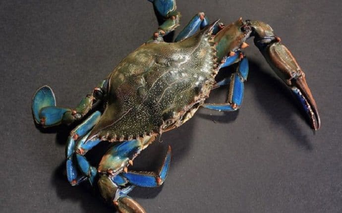 Institut za biologiju mora: Nove vrste rakova i riba kod Ulcinja Institut za biologiju mora: Nove vrste rakova i riba kod Ulcinja