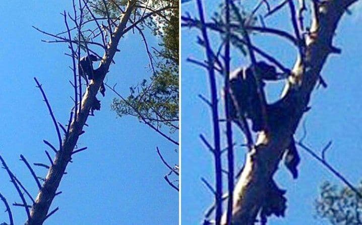 Umro na vrhu drveta, našli ga poslije osam mjeseci! Umro na vrhu drveta, našli ga poslije osam mjeseci!