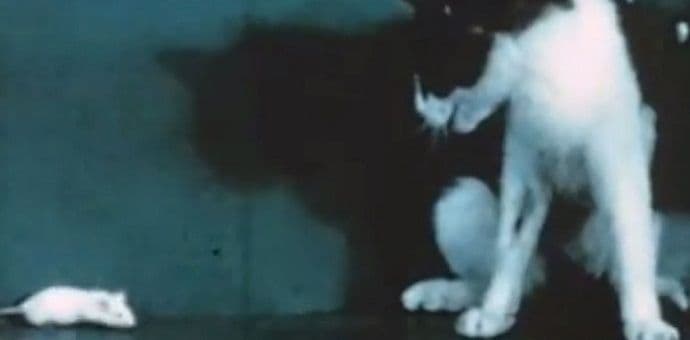 VIDEO: Kako mačka na teškoj drogi reaguje na miša? VIDEO: Kako mačka na teškoj drogi reaguje na miša?