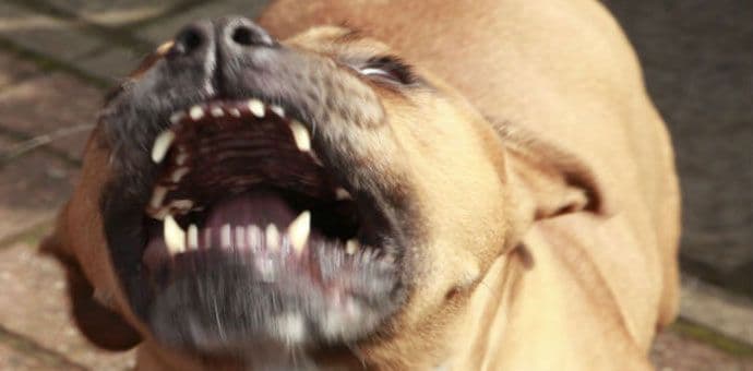 Horor na Petrovaradinu: Dva pit bula zaklala komšiju! Horor na Petrovaradinu: Dva pit bula zaklala komšiju!