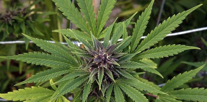 Medicinska marihuana smanjila upotrebu lijekova u SAD Medicinska marihuana smanjila upotrebu lijekova u SAD