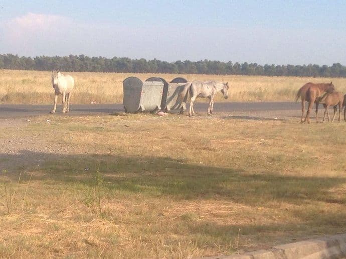 Stari Aerodrom: Konji lutaju podgoričkim ulicama Stari Aerodrom: Konji lutaju podgoričkim ulicama
