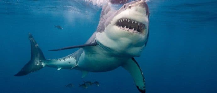 Velika bijela smrt Velika bijela smrt