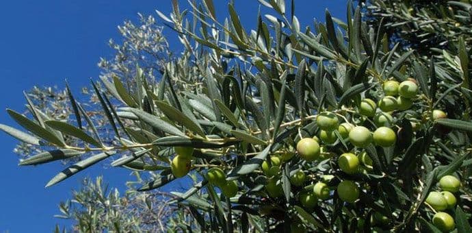 MPRR: Potrebno tretiranje protiv muve masline MPRR: Potrebno tretiranje protiv muve masline