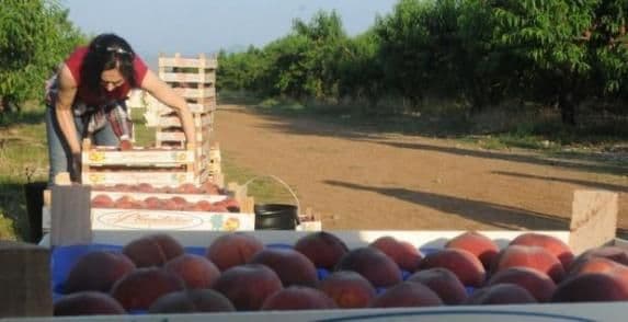 Plantaže: Dnevno uberu sedam do dvanaest tona voća Plantaže: Dnevno uberu sedam do dvanaest tona voća