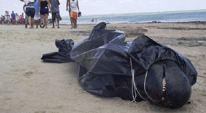 JEZIVO GROBLJE DELFINA: Pronađeno 76 leševa u stanju raspadanja JEZIVO GROBLJE DELFINA: Pronađeno 76 leševa u stanju raspadanja