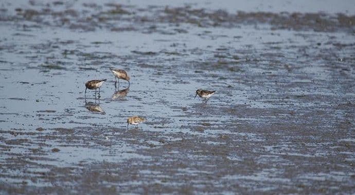 Otkrivena ''Širokokljuna sprutka'' prinova ornitofauni Crne Gore Otkrivena ''Širokokljuna sprutka'' prinova ornitofauni Crne Gore