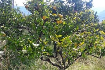 Čudo u Baru: Zrele mandarine u julu