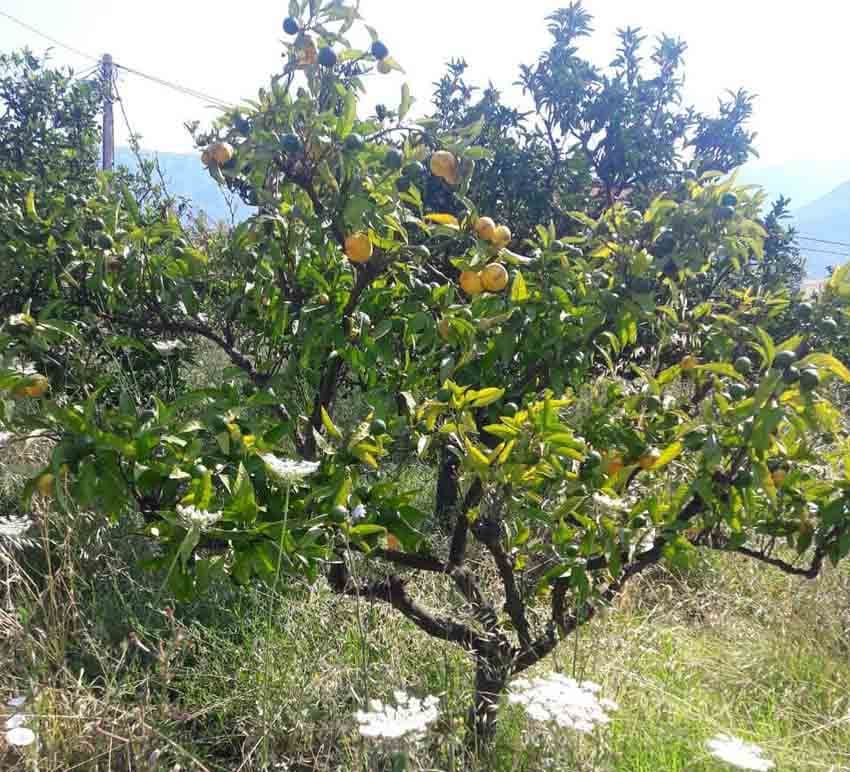 Čudo u Baru: Zrele mandarine u julu Čudo u Baru: Zrele mandarine u julu