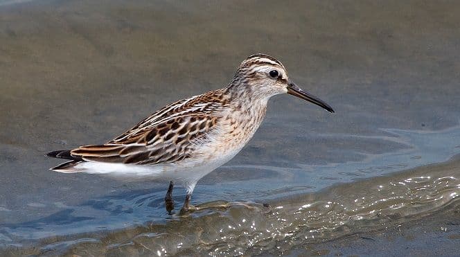 CZIP: Nova vrsta ptica na Solani CZIP: Nova vrsta ptica na Solani