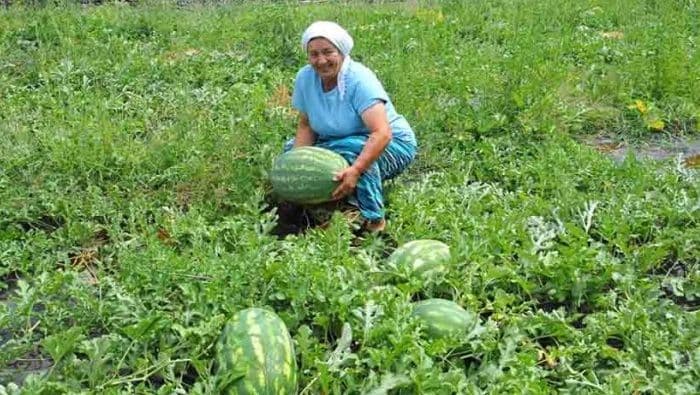 "King sajz" lubenice iz Bobovišta "King sajz" lubenice iz Bobovišta