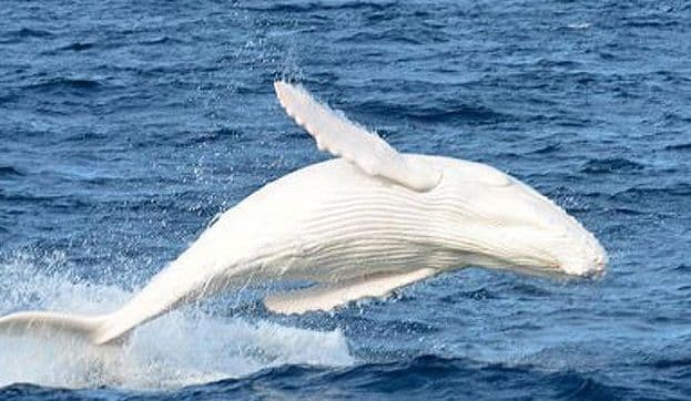 Bijeli kit Migalu ponovo viđen kod Australije (video) Bijeli kit Migalu ponovo viđen kod Australije (video)