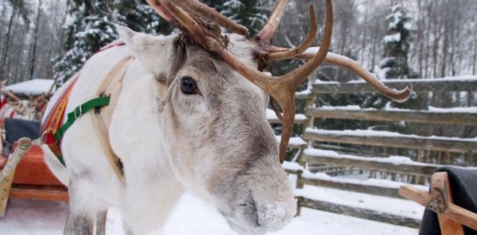 Sibir: Od antraksa uginulo 1.000 irvasa, zona pod karantinom Sibir: Od antraksa uginulo 1.000 irvasa, zona pod karantinom