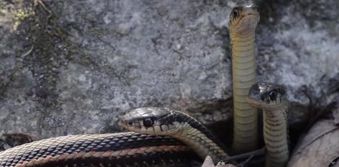 Raste broj zmija u Crnoj Gori Raste broj zmija u Crnoj Gori
