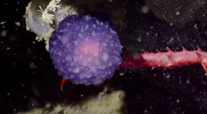 Na dnu okeana pronađeno misteriozno biće Na dnu okeana pronađeno misteriozno biće