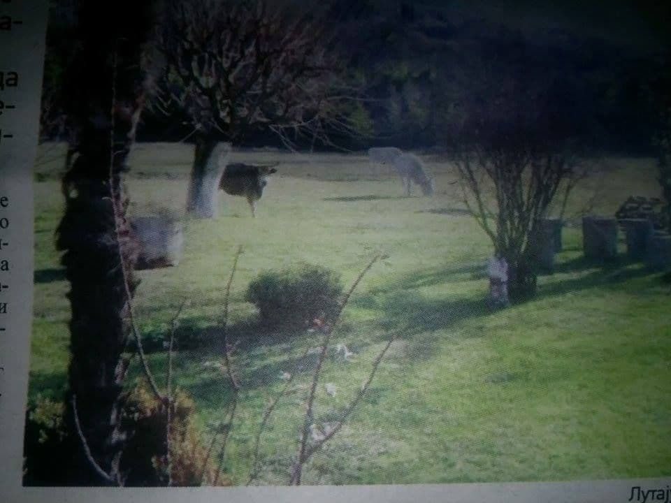 TIVAT: Opšta tuča zbog lutajuće stoke, četvoro povrijeđeno TIVAT: Opšta tuča zbog lutajuće stoke, četvoro povrijeđeno