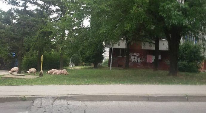 Sedam svinja prošetalo centrom Beograda Sedam svinja prošetalo centrom Beograda