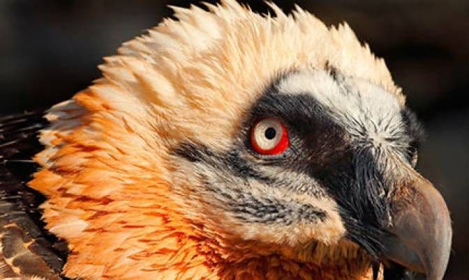 Rijetka vrsta orla viđena poslije 80 godina Rijetka vrsta orla viđena poslije 80 godina