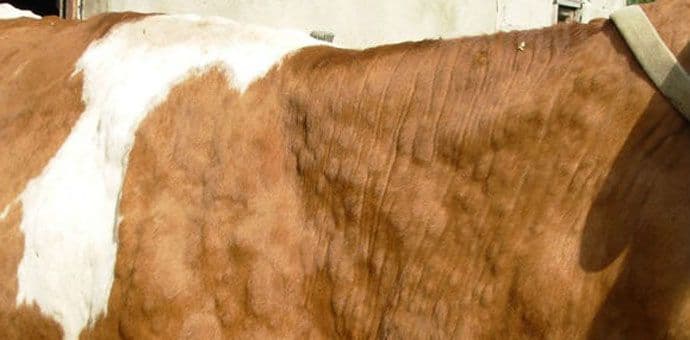 Potvrđeno: U Crnoj Gori 66 slučajeva bolesti goveda kvrgave kože Potvrđeno: U Crnoj Gori 66 slučajeva bolesti goveda kvrgave kože