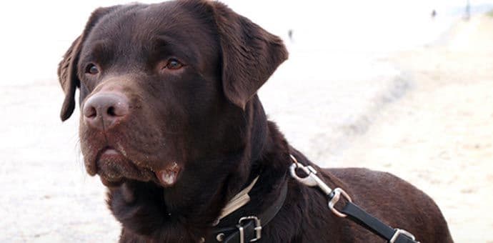 Iznenadićete se koja rasa pasa najčešće napada ljude Iznenadićete se koja rasa pasa najčešće napada ljude