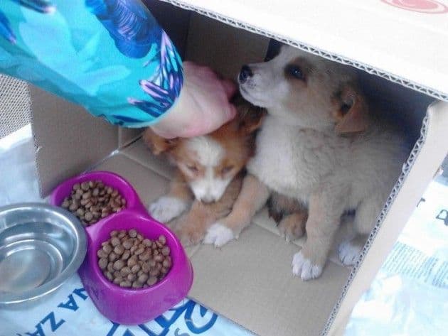 SOS LINIJA: Najviše prijava nasilja nad životinjama SOS LINIJA: Najviše prijava nasilja nad životinjama