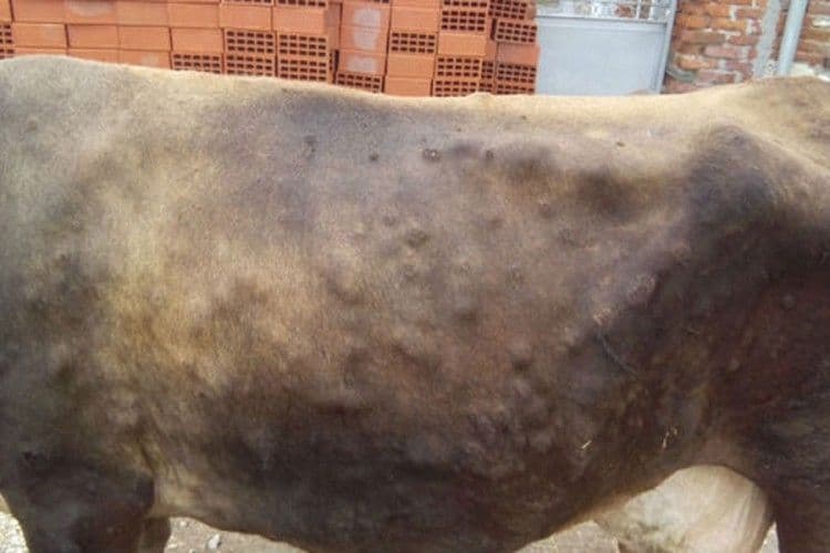 TRENUTNO 82 SLUČAJA: Raste broj goveda oboljelih od kvrgave kože TRENUTNO 82 SLUČAJA: Raste broj goveda oboljelih od kvrgave kože