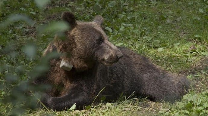 Na Tari uhvaćena tri mrka medvjeda Na Tari uhvaćena tri mrka medvjeda