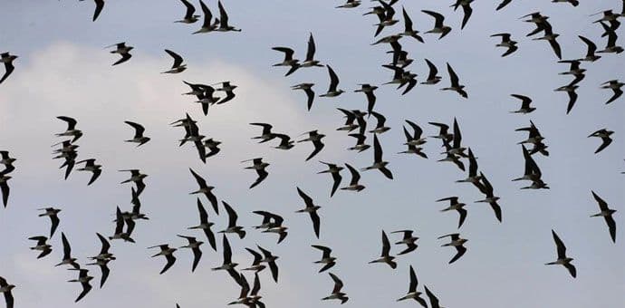 Naučnici dokazali da ptice spavaju u letu Naučnici dokazali da ptice spavaju u letu