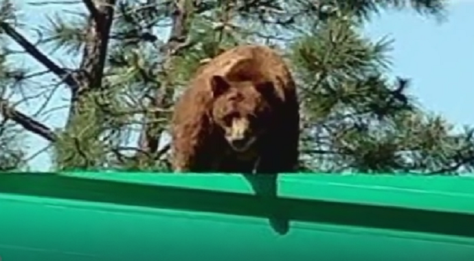 Meksički đubretar vozio medvjeda na kamionu (video) Meksički đubretar vozio medvjeda na kamionu (video)