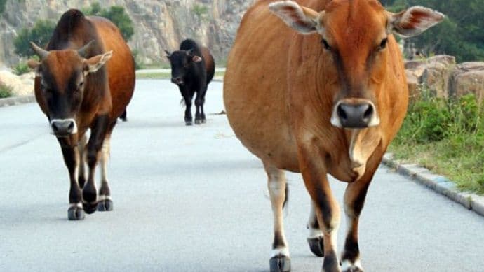 Ulcinj: Izbjegavao kravu, pa slupao porše Ulcinj: Izbjegavao kravu, pa slupao porše