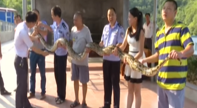 VIDEO: Gigantski piton progutao kozu od 40 kilograma VIDEO: Gigantski piton progutao kozu od 40 kilograma