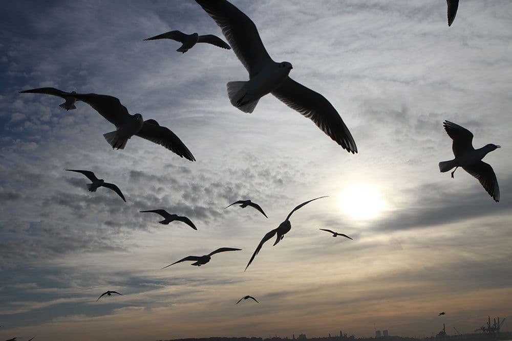 New Statesman: Više od puča New Statesman: Više od puča