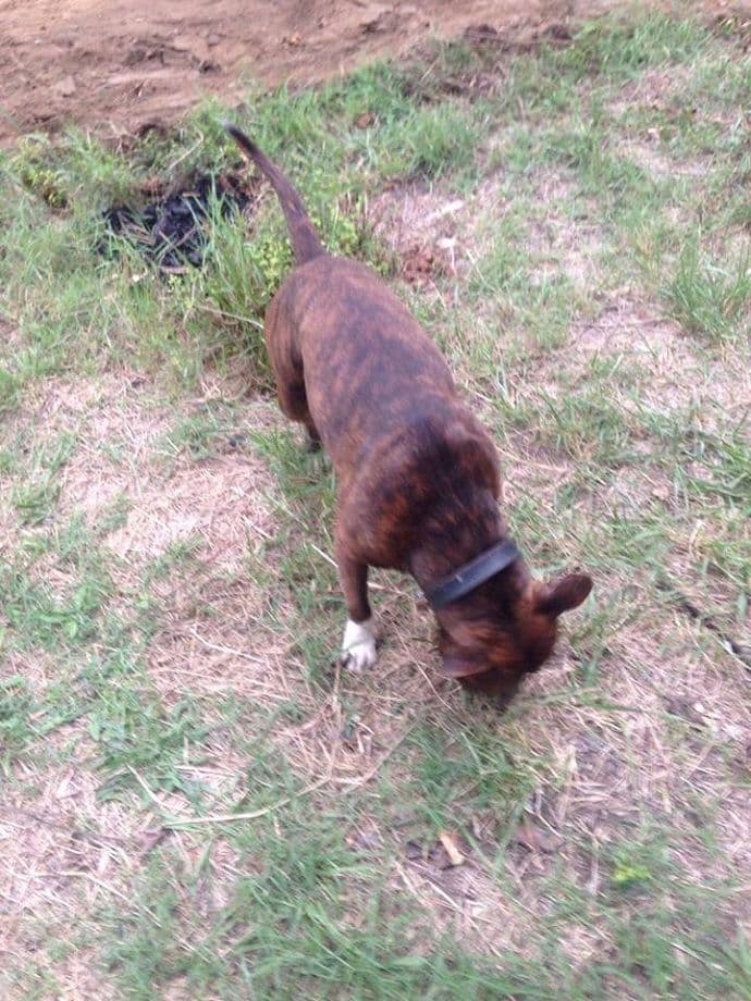 Priča iz Ulcinja: Imam pušku, mogu da ubijem tog psa Priča iz Ulcinja: Imam pušku, mogu da ubijem tog psa