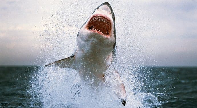 Da li su ajkule tako strašne ili je to zbog muzike? Da li su ajkule tako strašne ili je to zbog muzike?