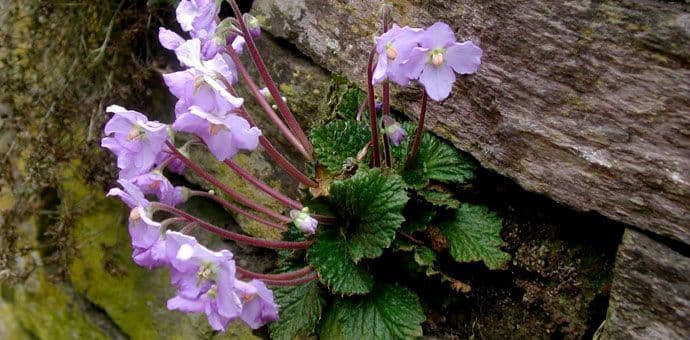 U okolini Ulcinja postoji Feniks biljka U okolini Ulcinja postoji Feniks biljka