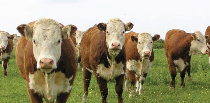 Osam novih slučajeva bolesti kvrgave kože u zadnja četiri dana Osam novih slučajeva bolesti kvrgave kože u zadnja četiri dana