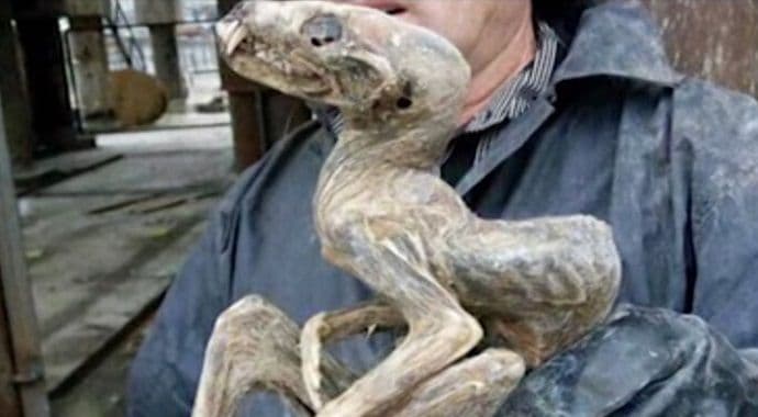 "Žderavac": Sibirski rudari otkrili ostatke misterioznog "čudovišta" "Žderavac": Sibirski rudari otkrili ostatke misterioznog "čudovišta"