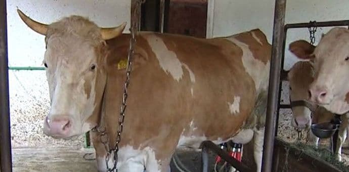 Bolest kvrgave kože: Vlada strahuje da farmeri neće novac potrošiti namjenski Bolest kvrgave kože: Vlada strahuje da farmeri neće novac potrošiti namjenski