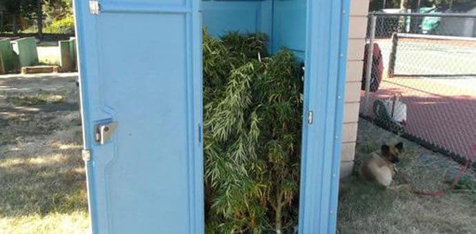 Mobilni toalet u parku pun marihuane (FOTO) Mobilni toalet u parku pun marihuane (FOTO)