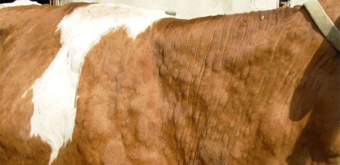 Bolest kvrgave kože: Za svaku oboljelu kravu država plaća 1.000 eura Bolest kvrgave kože: Za svaku oboljelu kravu država plaća 1.000 eura